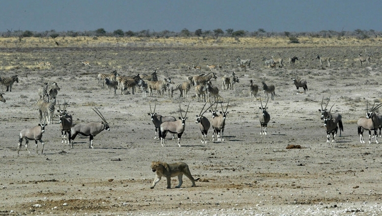 Little Ongava - Landschaft der Etoshapfanne